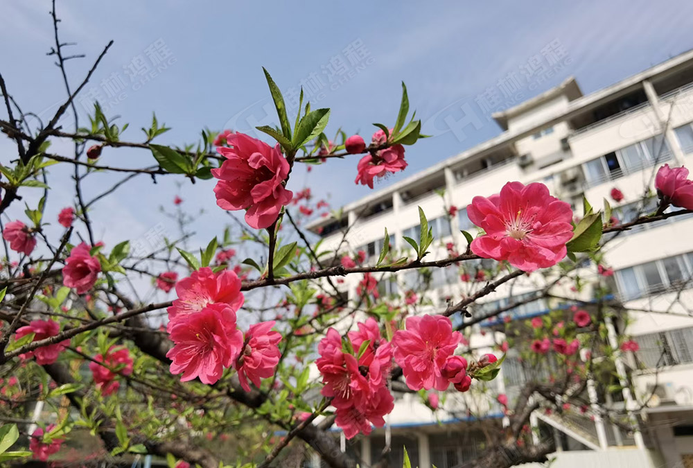 桂林鴻程花團(tuán)錦簇，滿園春色，邀您一起共賞春景，共商大計(jì)！